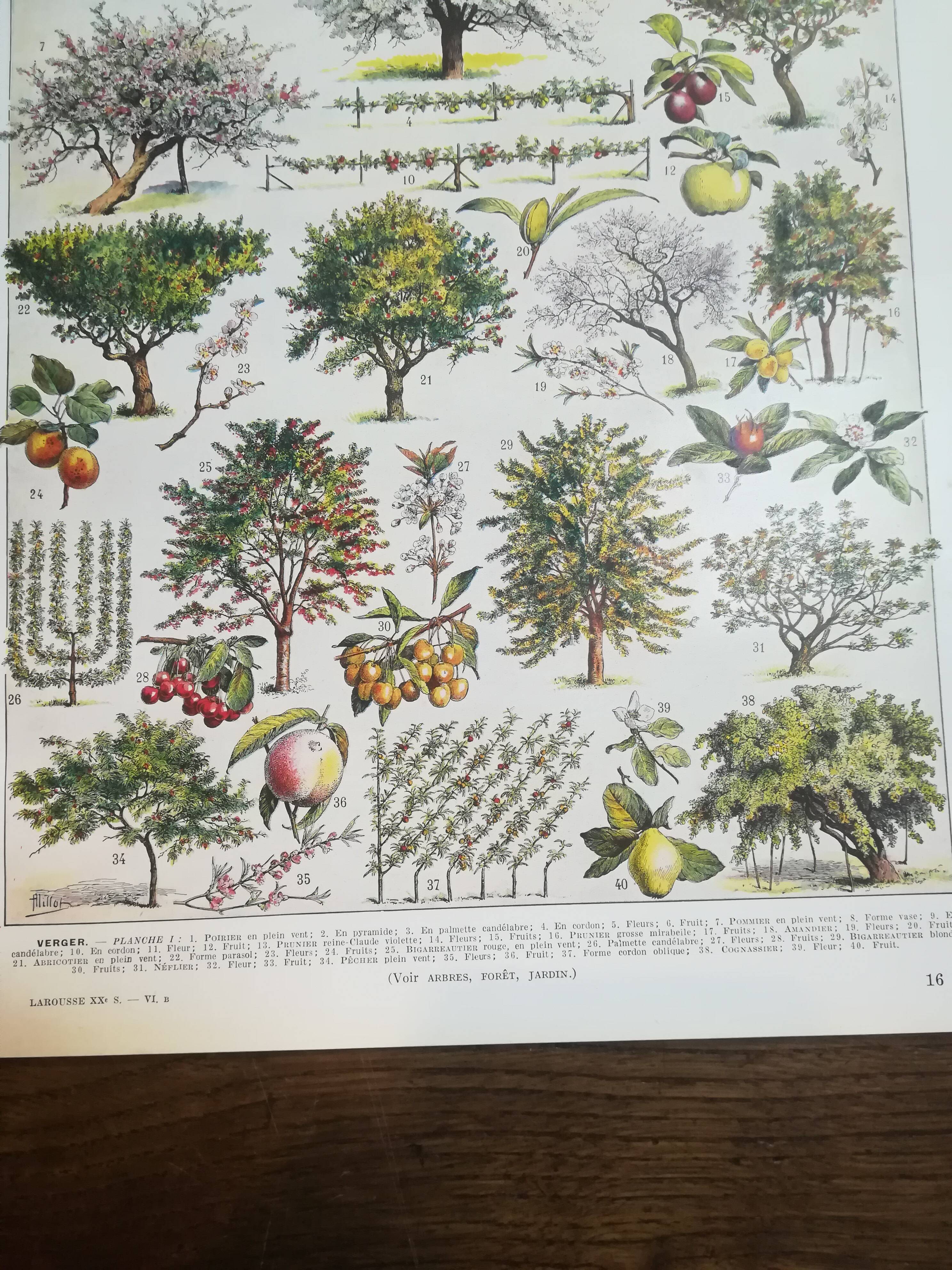 Lithographie sur les arbres fruitiers de 1928 "verger"