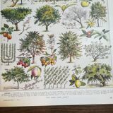 Lithographie sur les arbres fruitiers de 1928 "verger"