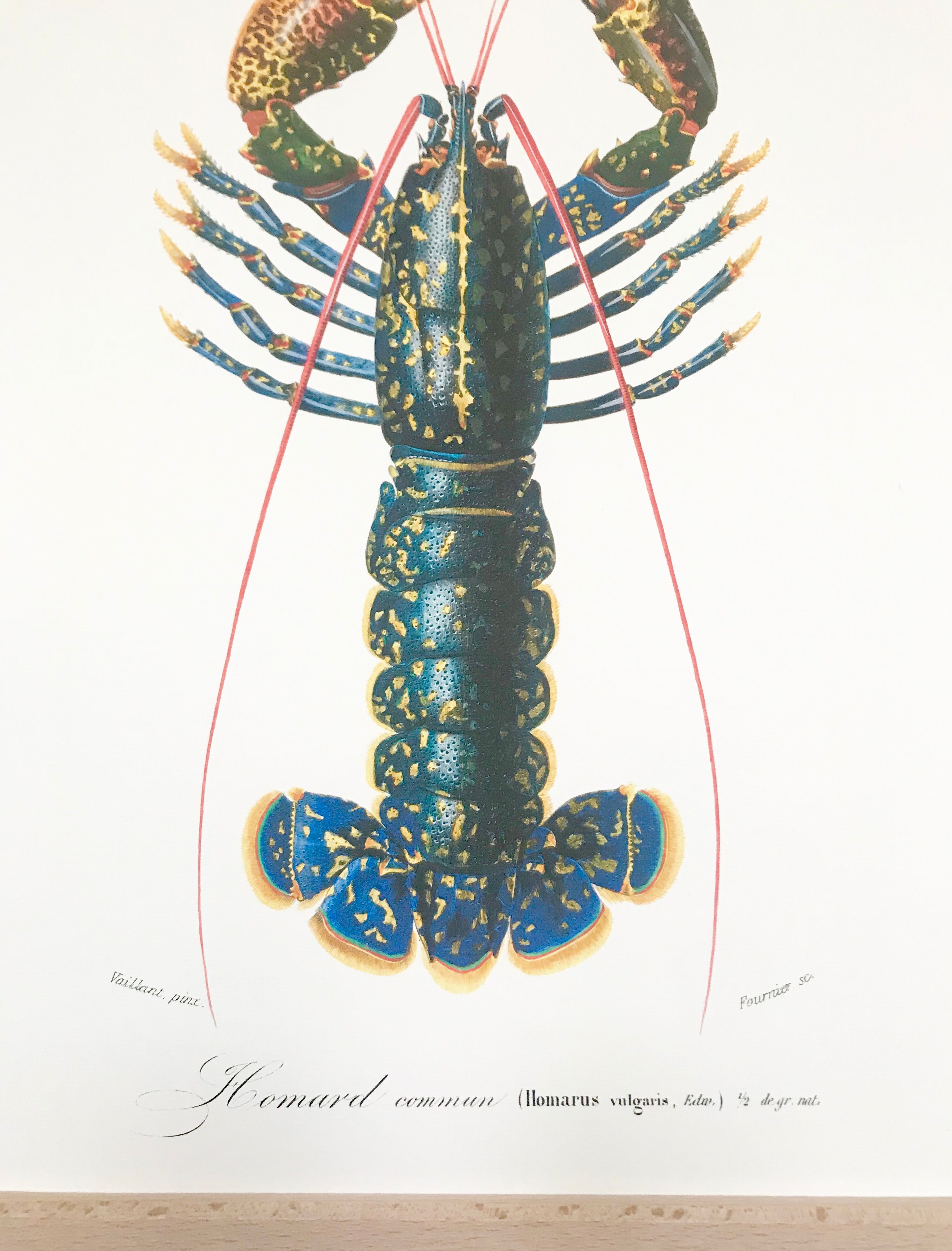 Zoological Board representing the lobster