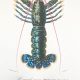 Zoological Board representing the lobster