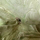 Perroquet en terre cuite Art Deco - Sevres