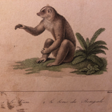 Lithograph late 19th watercolor mammals.