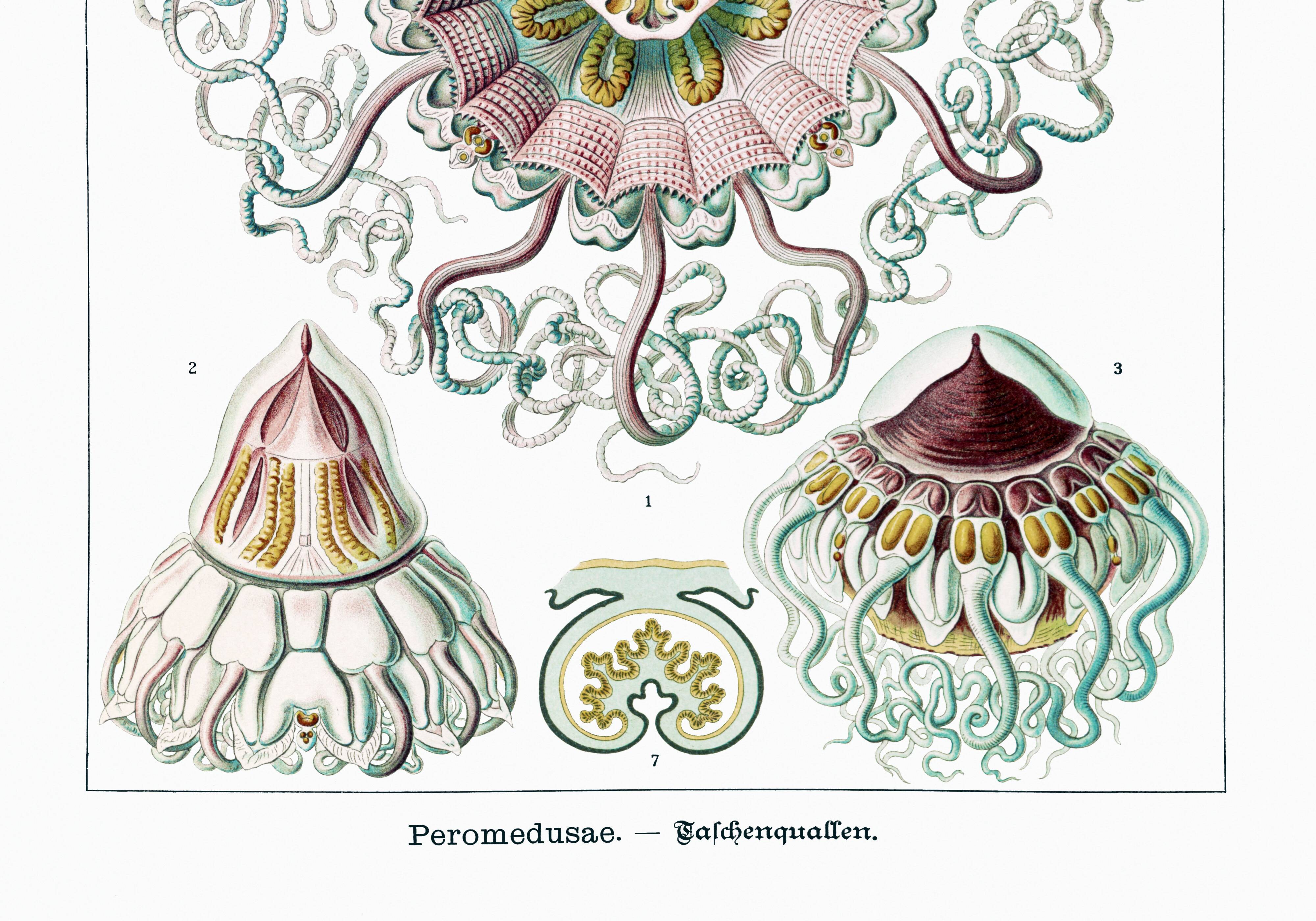 Poster about "umbrella jellyfish", based on an old lithograph