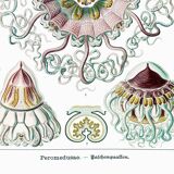 Poster about "umbrella jellyfish", based on an old lithograph