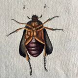 Colorized entomology board: Cetonia