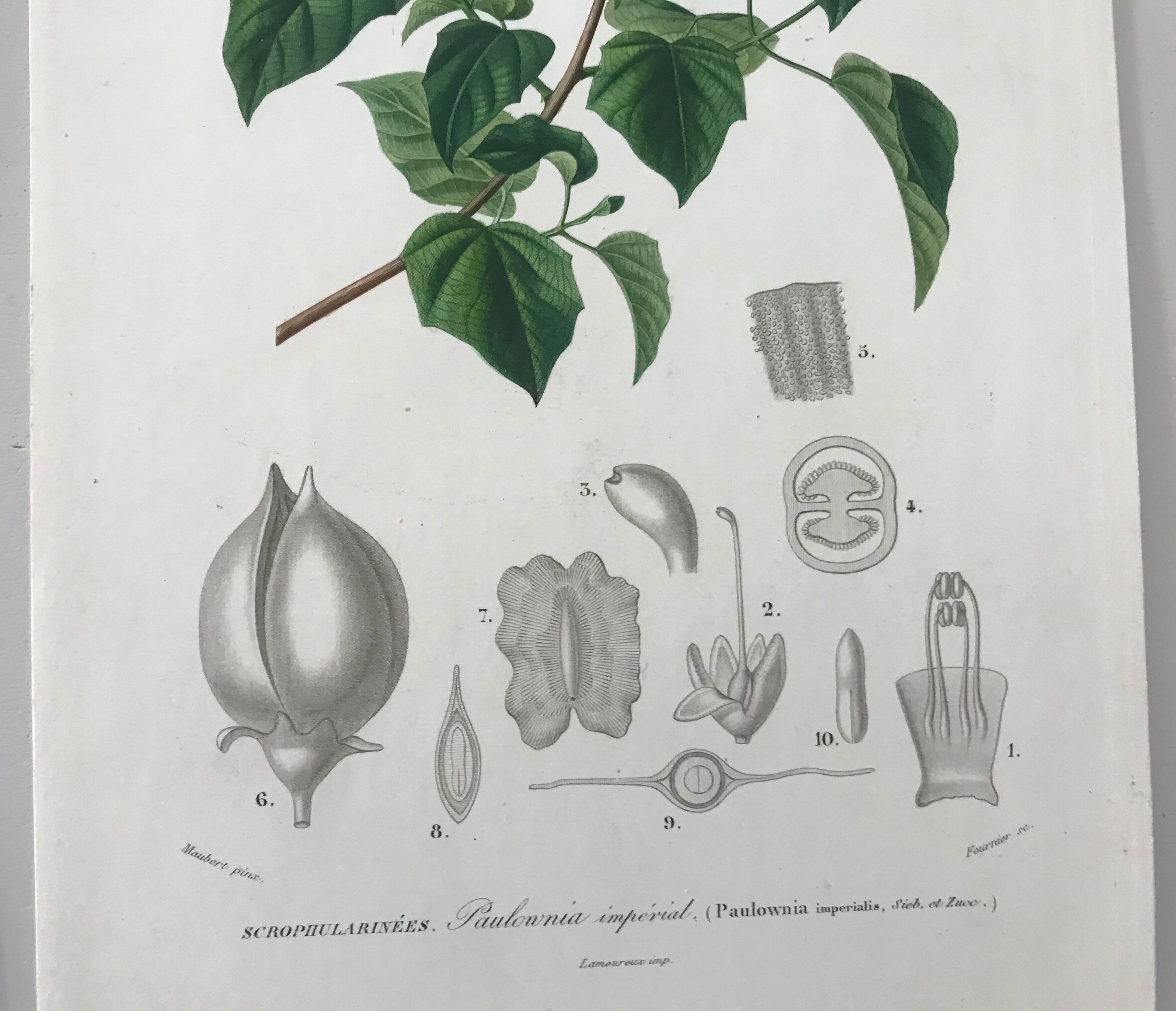 Trio of botanical engravings 19th century