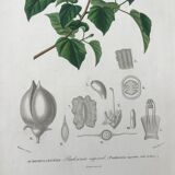 Trio of botanical engravings 19th century