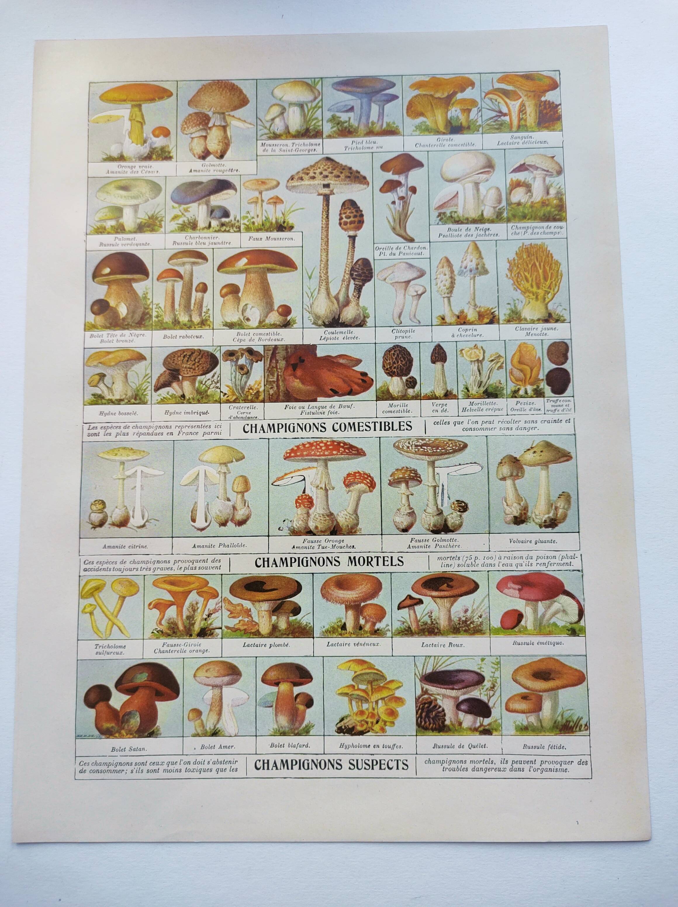 Old engraving from 1920 - Mushrooms - Original plate - mycology