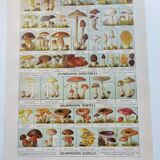 Old engraving from 1920 - Mushrooms - Original plate - mycology