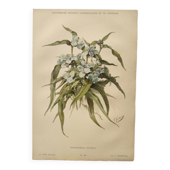 Botanical plate of flower 1899 - Tradescantia - Old botanical engraving