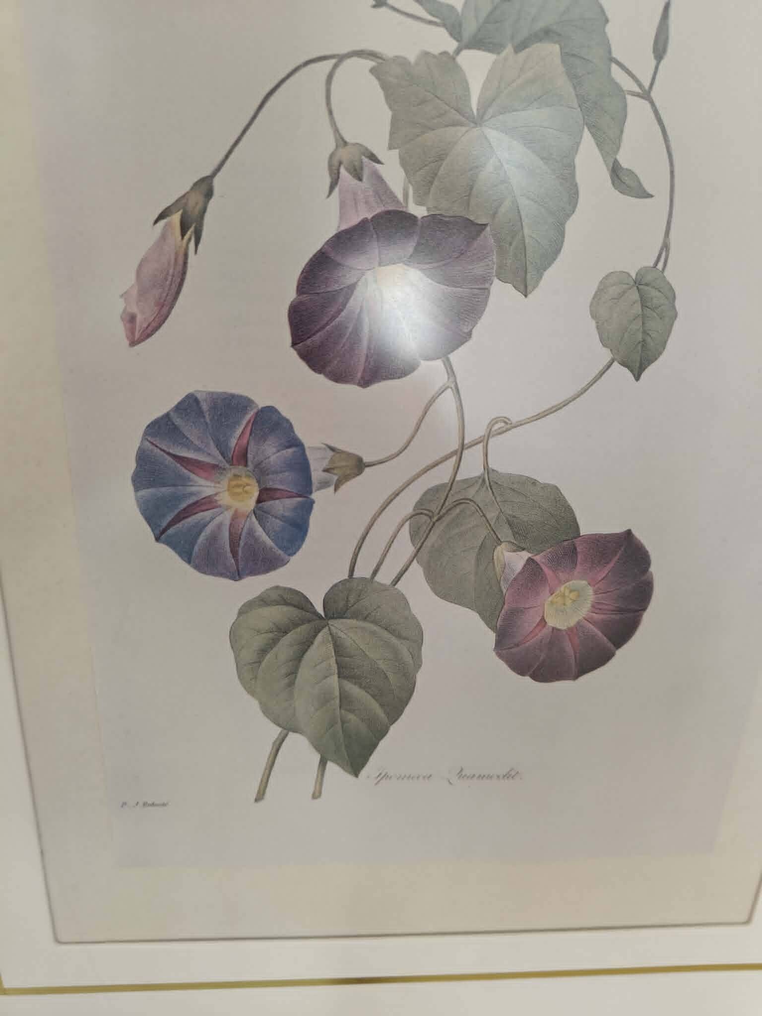 Lot 3 Large Botanical Engravings by Pierre-Joseph Redouté Flowers