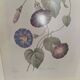 Lot 3 Large Botanical Engravings by Pierre-Joseph Redouté Flowers