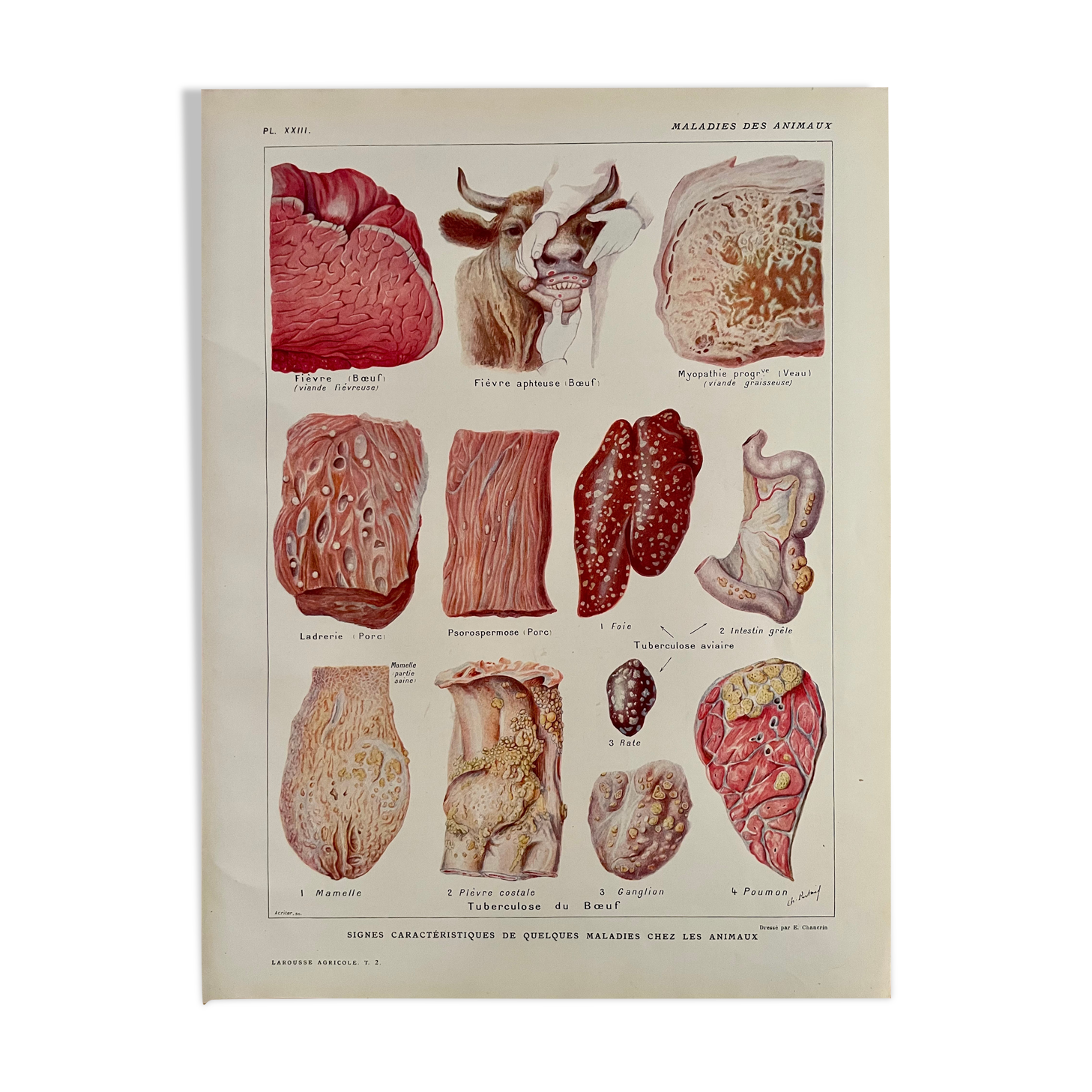 Lithograph on animal diseases from 1921