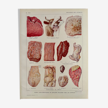 Lithographie sur les maladies des animaux de 1921
