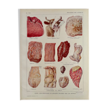 Lithograph on animal diseases from 1921