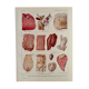 Lithograph on animal diseases from 1921