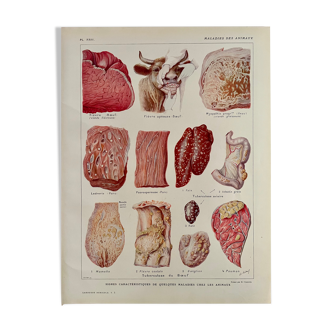 Lithographie sur les maladies des animaux de 1921