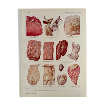 Lithograph on animal diseases from 1921