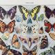 Illustration Millot "Papillons"