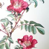 Set of 4 botanical plates roses