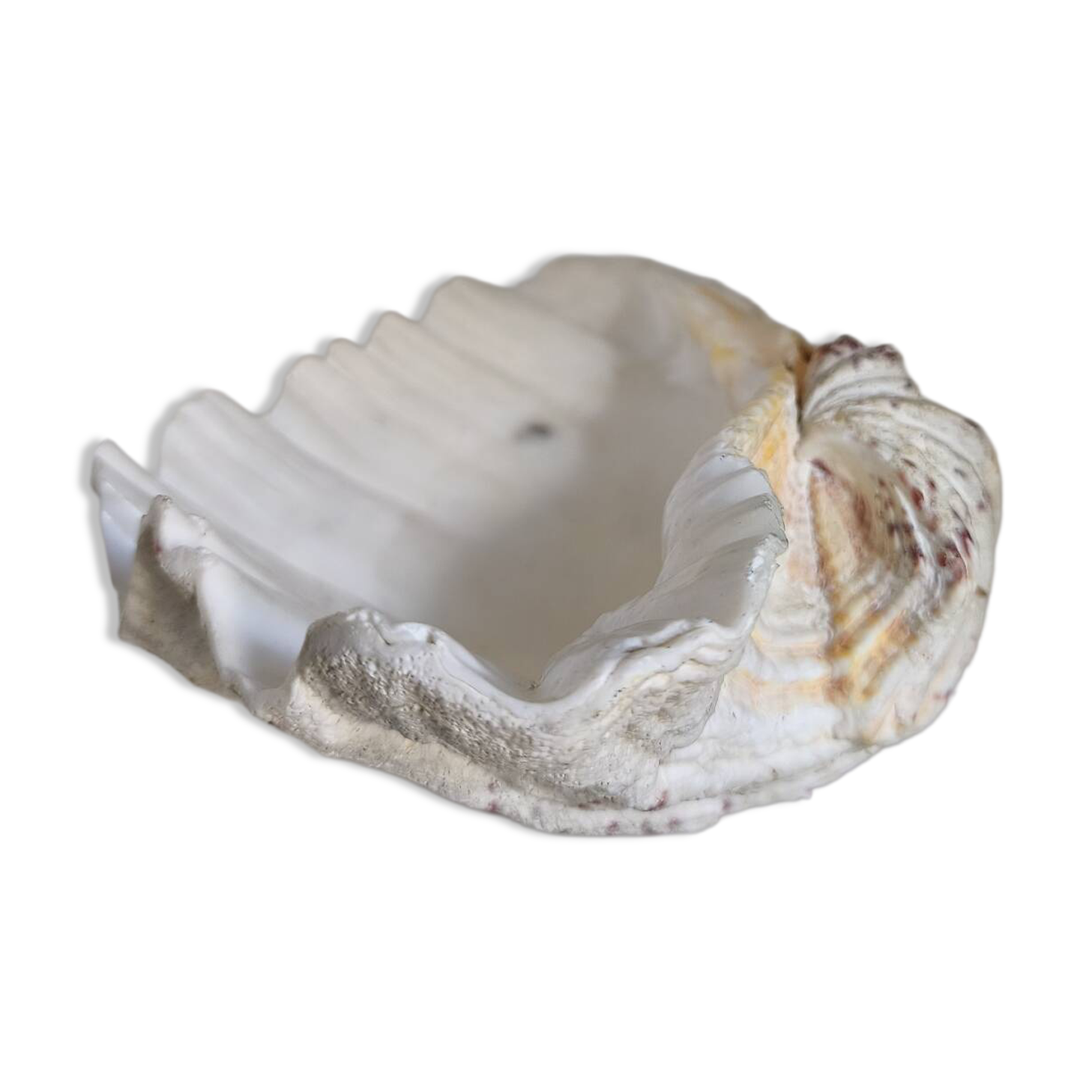 Vintage scallop shell