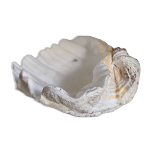 coquillage, bénitier