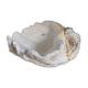 Vintage scallop shell