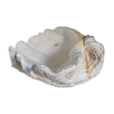 Vintage scallop shell