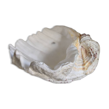Coquillage, bénitier vintage