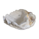 Vintage scallop shell