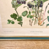 Framed encyclopedia botanical plate