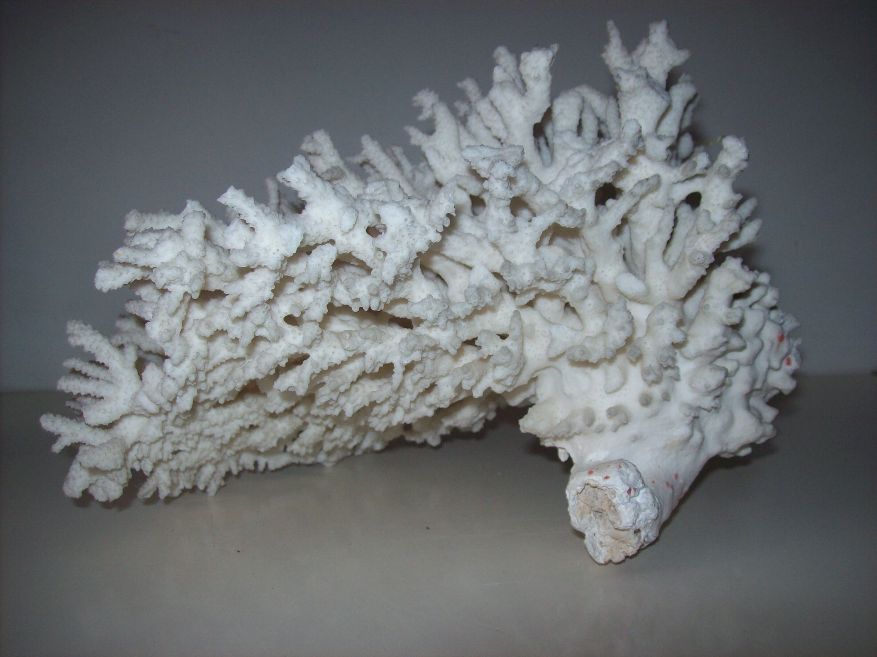 White coral
