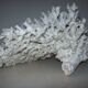 White coral