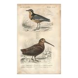 Gravure ancienne 1849 - Pluvian par , Afrique, rivage, insectivore