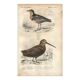 Antique engraving 1849 - Pluvian by, Africa, shore, insectivore