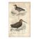 Gravure ancienne 1849 - Pluvian par , Afrique, rivage, insectivore