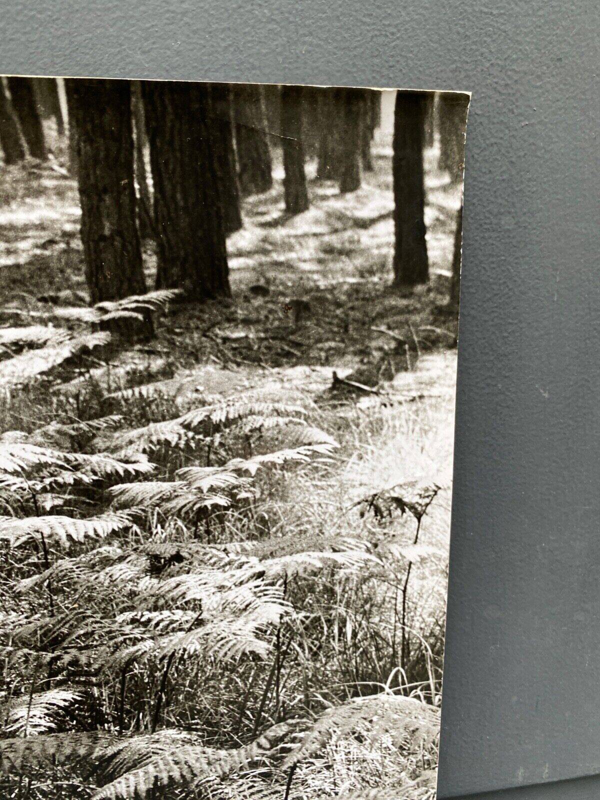 Silver gelatin photograph by Bernard Darot, Fougères, 20th century