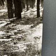 Silver gelatin photograph by Bernard Darot, Fougères, 20th century