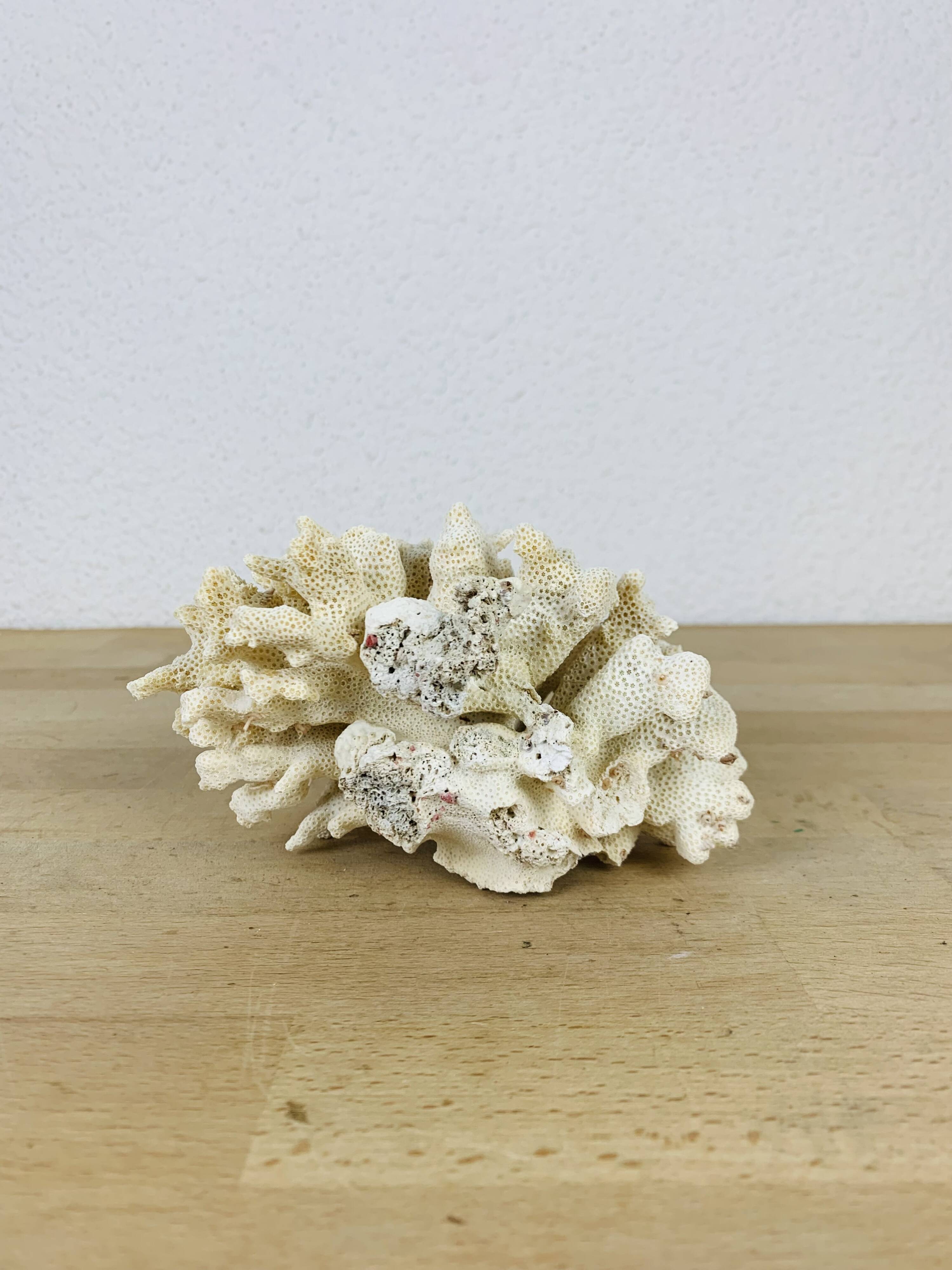 Old white coral 14 cm