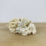 Old white coral 14 cm
