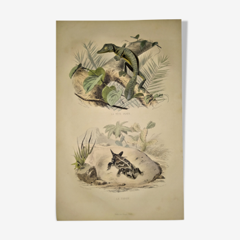 Original zoological plate of 1839 " la tête plate & le tapaye "