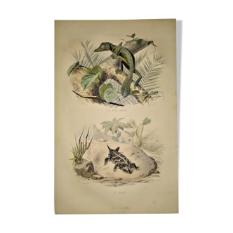 Planche zoologique originale de 1839 " la tête plate & le tapaye "