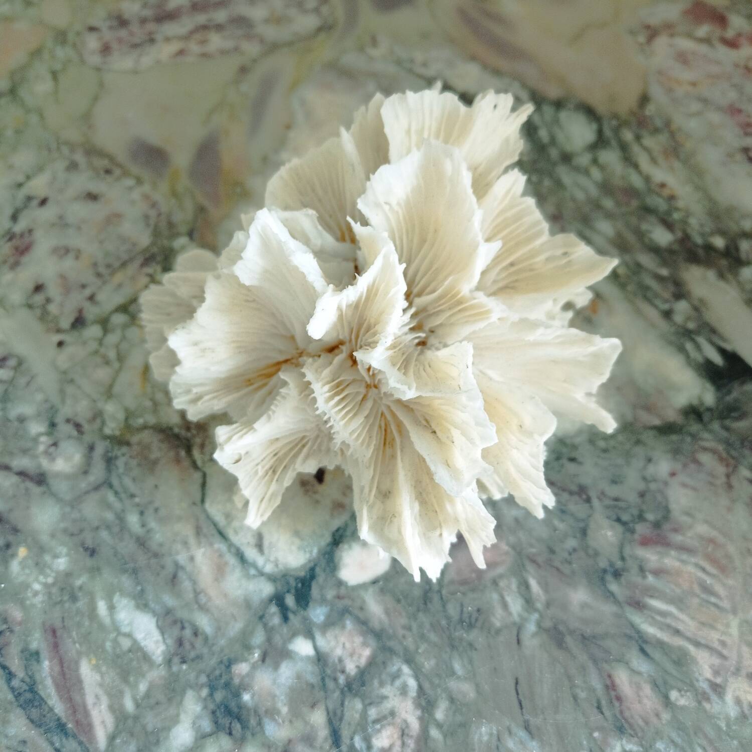 Vintage Jagged Coral