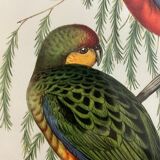 Early lithograph gould & richter