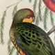 Early lithograph gould & richter