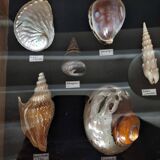 Collection frame with shells