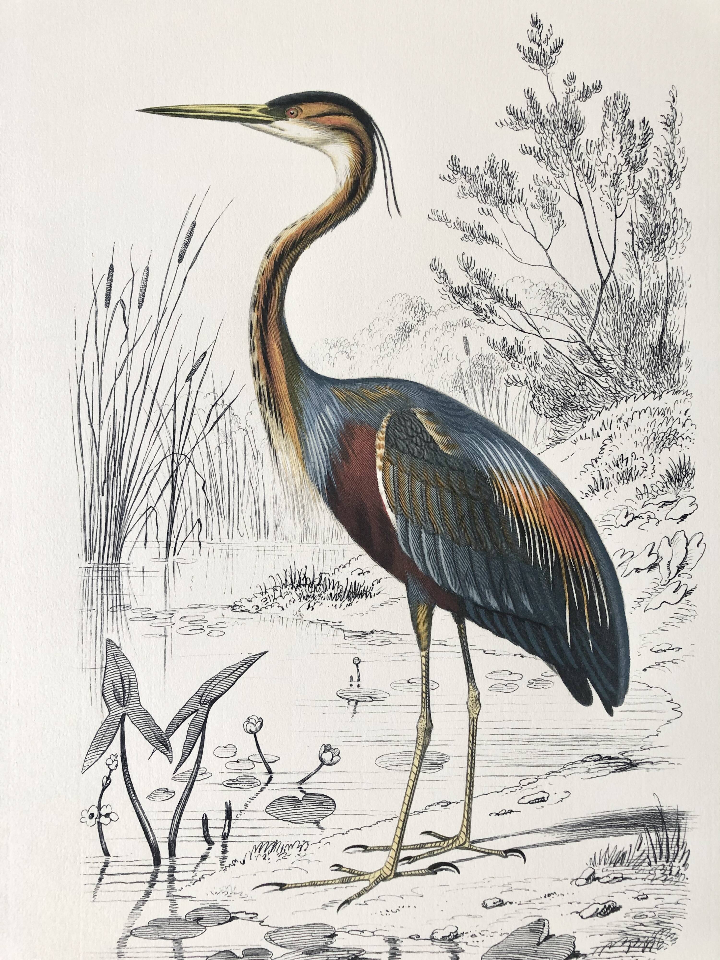 Zoological plank in color representing the Purple Heron