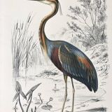 Zoological plank in color representing the Purple Heron