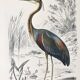 Zoological plank in color representing the Purple Heron