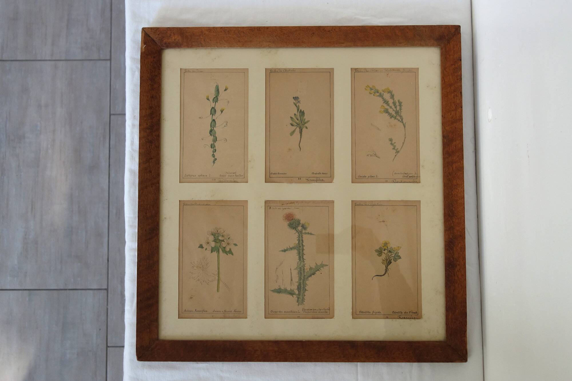 Table of 6 old engravings of flowers from Europe